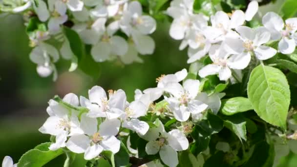 Branch of blossoming apple tree in spring — Stock Video