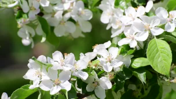 Ramo de árvore de maçã florescente na primavera — Vídeo de Stock