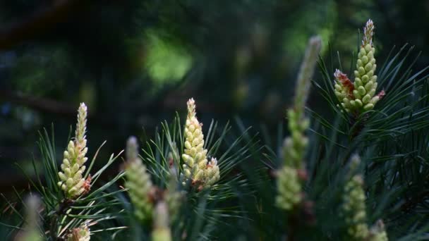 Brin de pin avec de jeunes cônes au printemps — Video