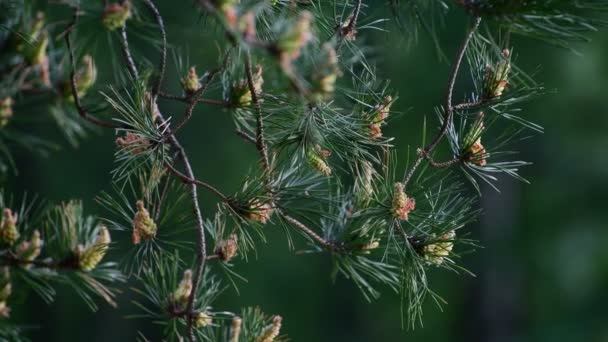 Brin de pin avec de jeunes cônes au printemps — Video