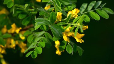 Caragana arborescens veya sarı bir akasya