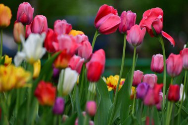 Farklı renkler ve flowerbed bahçelerde lale.