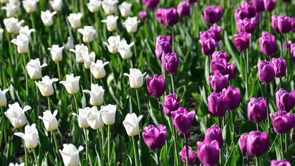 Vannak Sok Lila Tulipán Virágágyásba — Stock Fotó