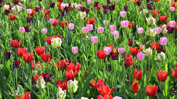 花坛不同颜色和花园的郁金香 — 图库照片