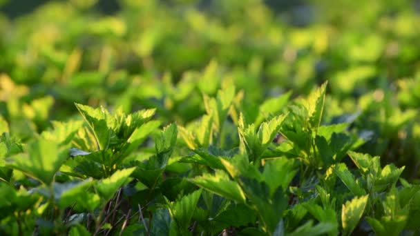 Jovens folhas de arbusto na luz de fundo — Vídeo de Stock