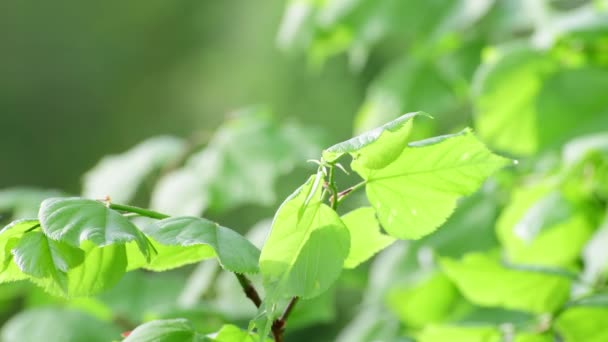 Jonge groene bladeren in de lente close-up — Stockvideo