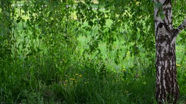 Berken boom met jonge bladeren in het voorjaar — Stockvideo