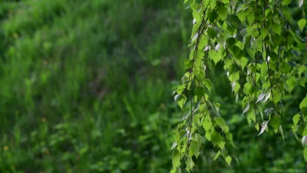 Björken med unga blad på våren — Stockvideo