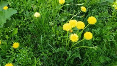Glade üzerinde sarı dandelions bahar