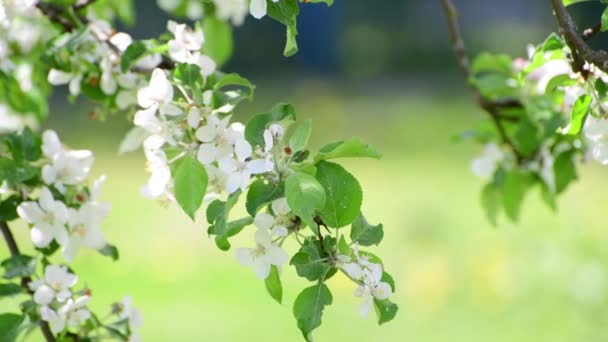 Branch of blossoming apple tree In the garden — Stock Video