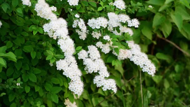 Takje heester met witte bloemen in het voorjaar — Stockvideo