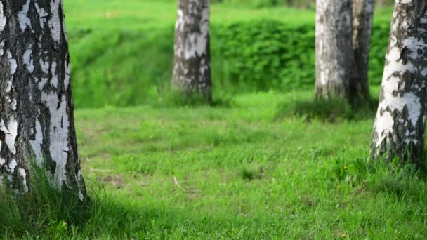 Fragmento de Abedul con troncos de árbol y hierba — Vídeos de Stock