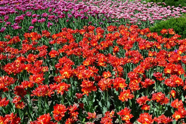 Tulpen Verschiedenen Farben Und Gärten Blumenbeet — Stockfoto