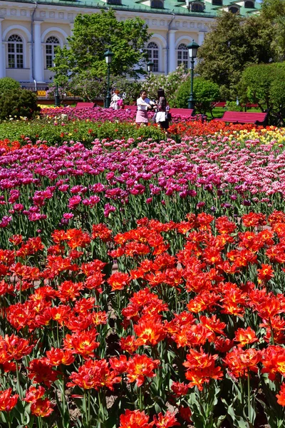 Moskau Russland Mai 2018 Ein Großes Blumenbeet Mit Tulpen Alexandergarten — Stockfoto