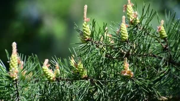 Pine met jonge kegels op takken — Stockvideo