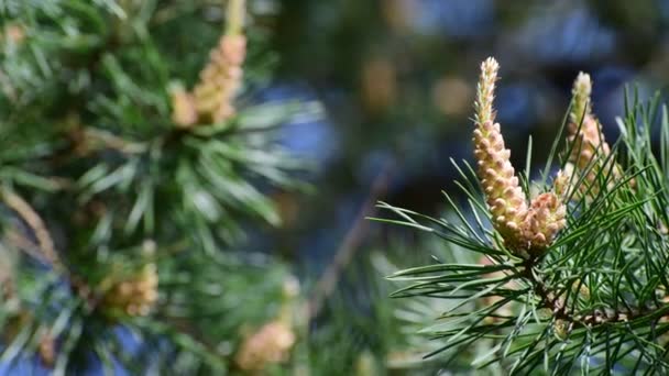 Pine with young cones on branches — Stock Video