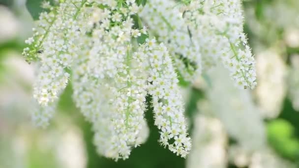 Branches of blooming bird cherry tree with white flowers — Stock Video