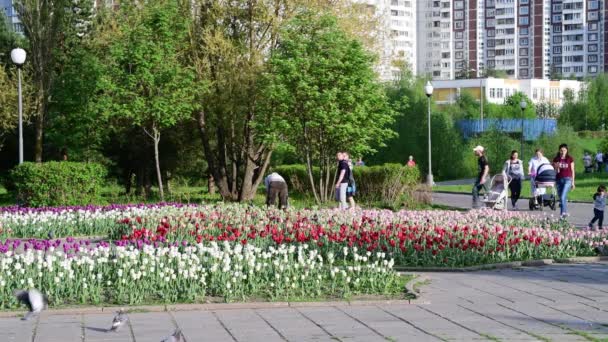 Moscú, Rusia - 15 de mayo. 2018. Boulevard decorado con flores a la gente en Zelenograd — Vídeo de stock