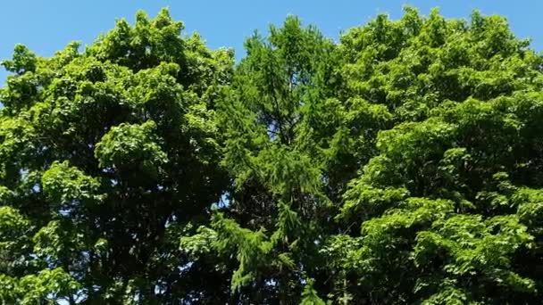 Tops de coníferas y árboles de hoja caduca en verano — Vídeos de Stock