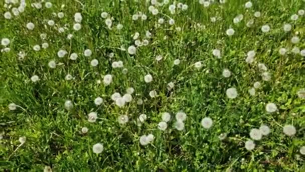 Bovenaanzicht van witte paardebloemen in weide — Stockvideo