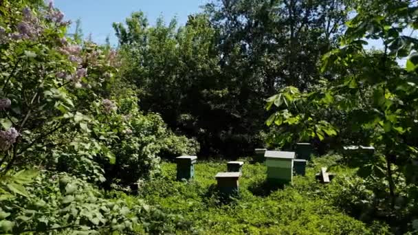 Несколько ульев с пчелами стоят в саду — стоковое видео