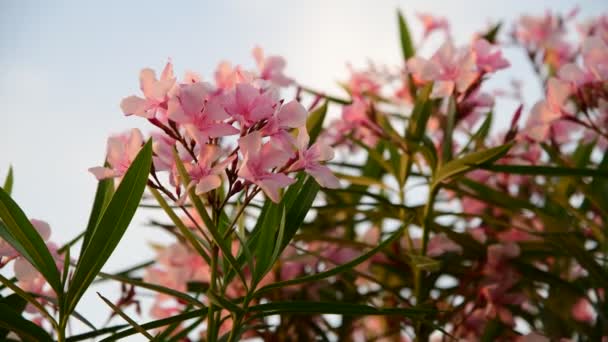 Oleander az évelő örökzöld cserje — Stock videók