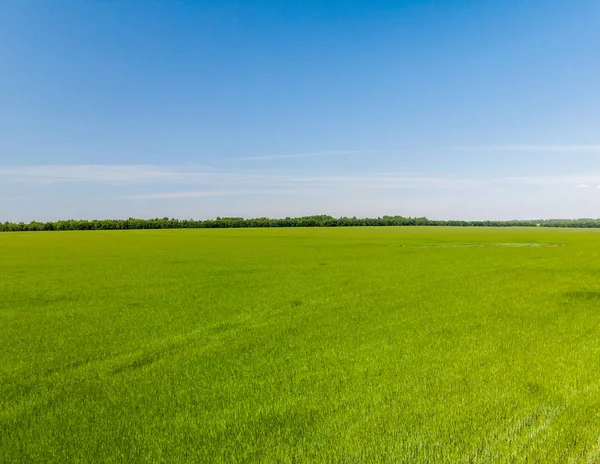 Field Young Wheat Russia — Stock Photo, Image