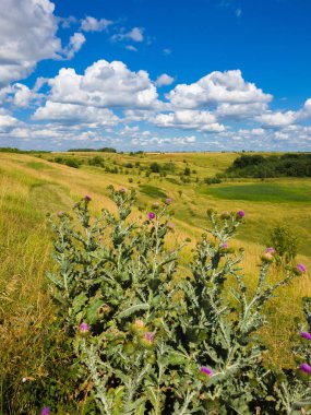 bozkır Rusya'da Thistle dikenler