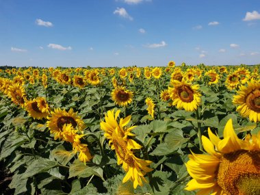 Güzel alan ayçiçeği Rusya ile