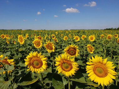 Güzel alan ayçiçeği Rusya ile