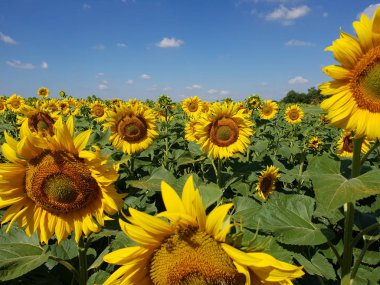 Güzel alan ayçiçeği Rusya ile