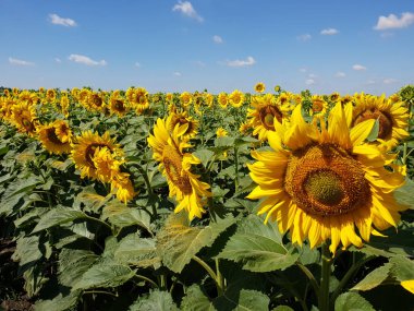 Güzel alan ayçiçeği Rusya ile