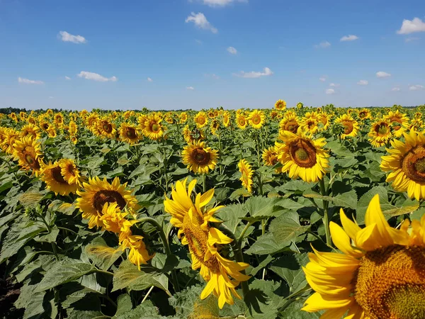 Güzel alan ayçiçeği Rusya ile