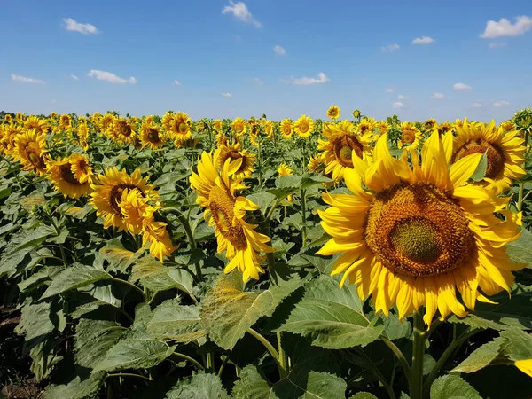 Güzel alan ayçiçeği Rusya ile