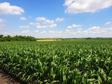 Rusya'nın genç Mısır alanıyla