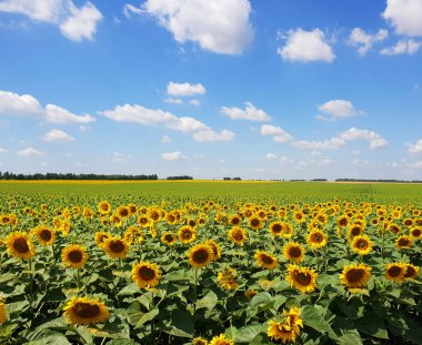 Ayçiçeği Rusya ile güzel bir alanın parçası