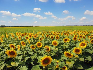 Ayçiçeği Rusya ile güzel bir alanın parçası