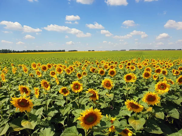 Ayçiçeği Rusya ile güzel bir alanın parçası