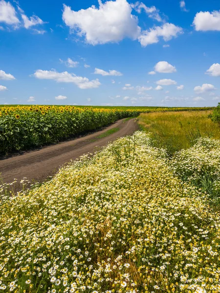 rural landscape with flowers road and field with a sunflower Russia