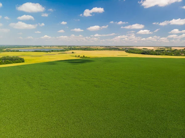 üstten görünüm Rusya Tarım alanlarının. Temmuz