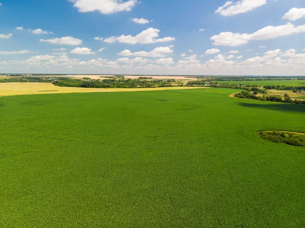 üstten görünüm Rusya Tarım alanlarının. Temmuz