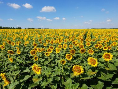 Ayçiçeği Rusya ile güzel bir alanın parçası