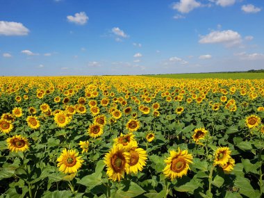 Ayçiçeği Rusya ile güzel bir alanın parçası