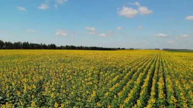 Ayçiçeği Rusya'da olan bir alana