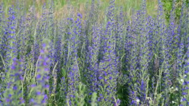 Ada çayı Superba yaz çayır üzerinde