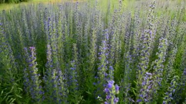 Salvia Superba çiçekli güzel çayır