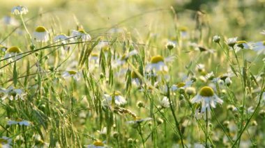 papatyalar güneş ışınları ile vahşi çayır