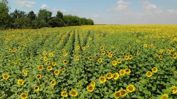 Beautiful field with sunflower in Russia — Stock Video