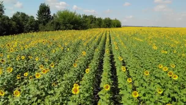 Красиві поля з соняшника в Росії — стокове відео