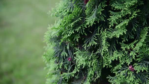 Thujas iğne yapraklı ağaç parçası — Stok video